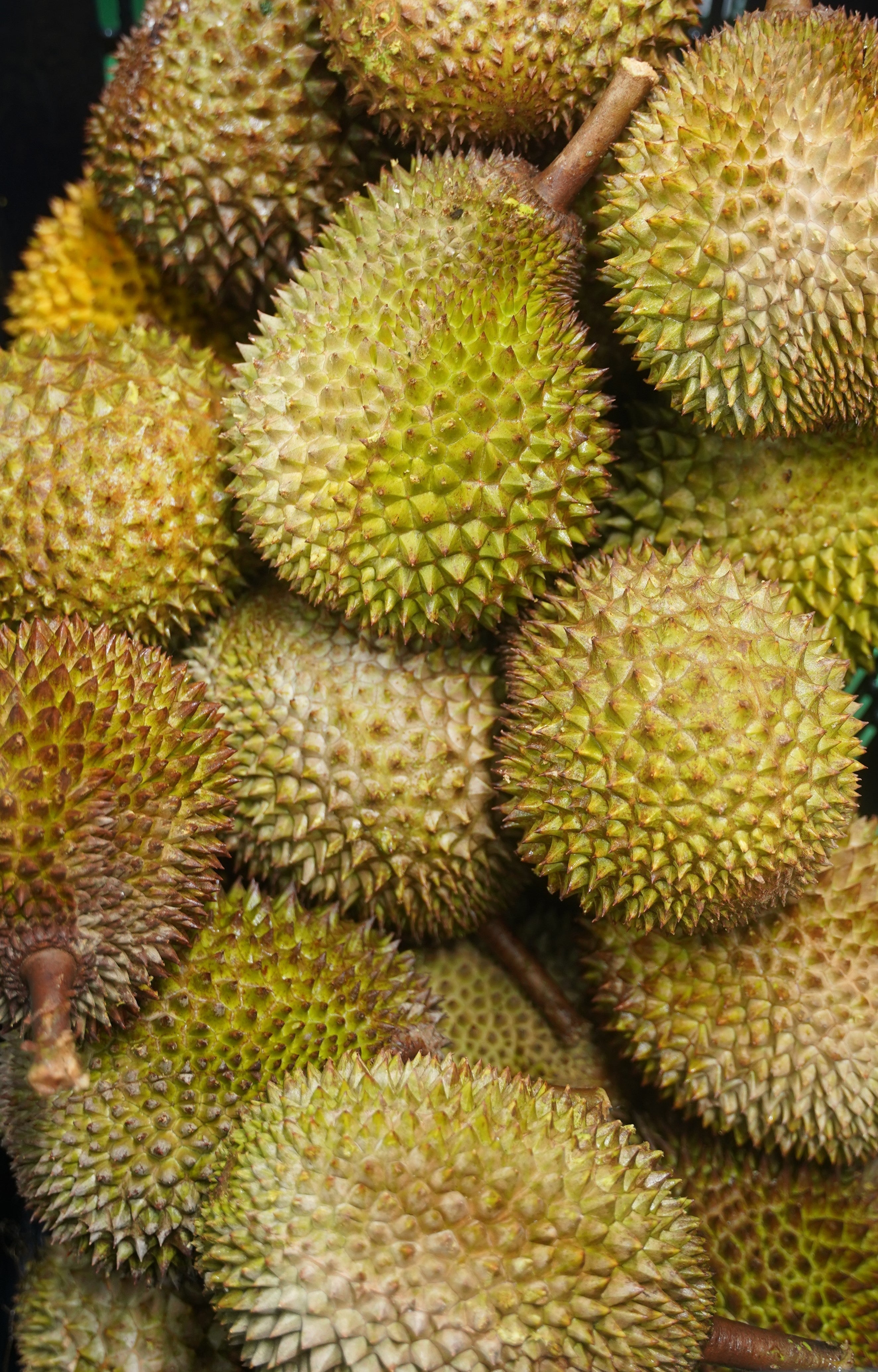 👑 The Spike Durian Difference: Why We Only Choose the Best