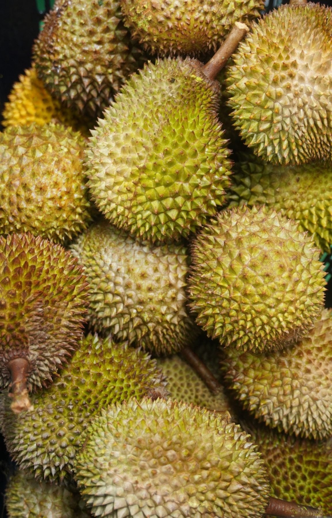 Pile of fresh whole durians